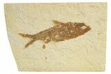 Detailed Fossil Fish (Knightia) - Wyoming #318434-1